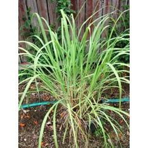 LEMON GRASS 'East Indian' - Boondie Seeds