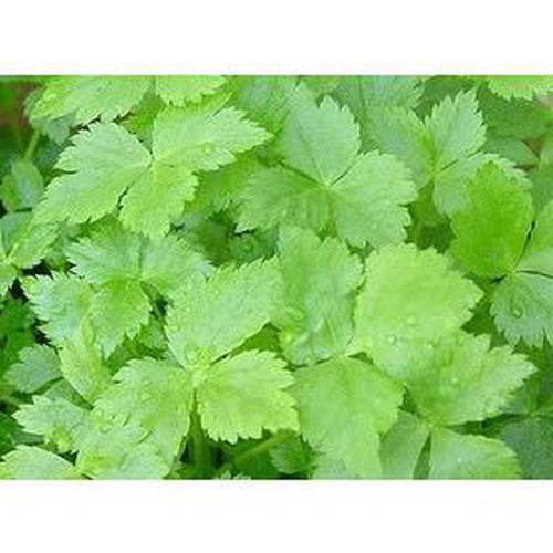 MITSUBA / JAPANESE PARSLEY - Boondie Seeds