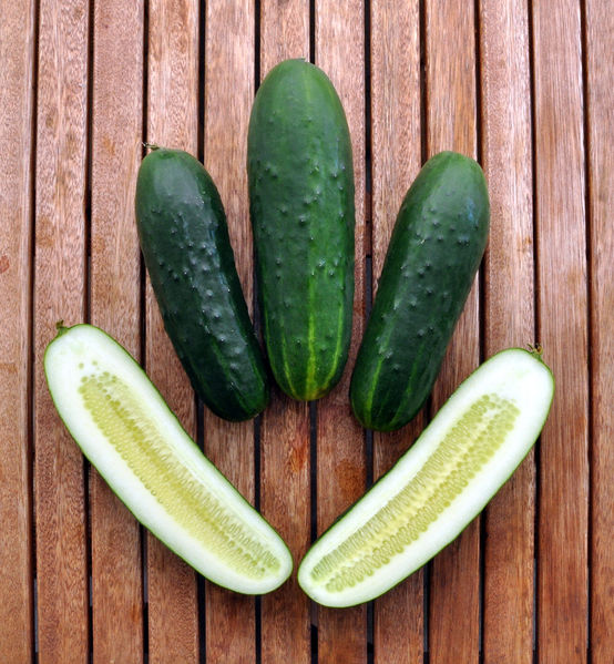 CUCUMBER 'Spacemaster' BUSH seeds