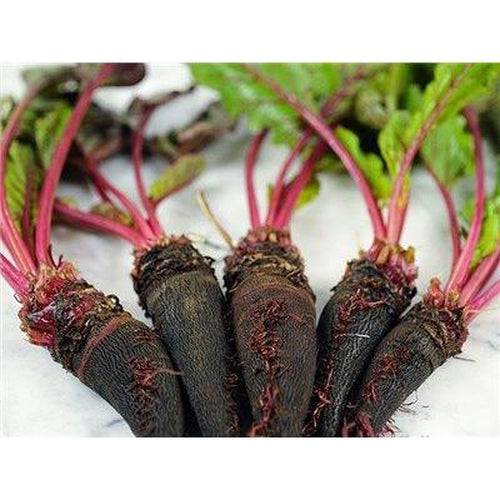 BEETROOT 'Crapaudine' - Boondie Seeds