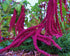 AMARANTH 'Love Lies Bleeding Red' / Foxtail amaranth / Tassel Flower seeds