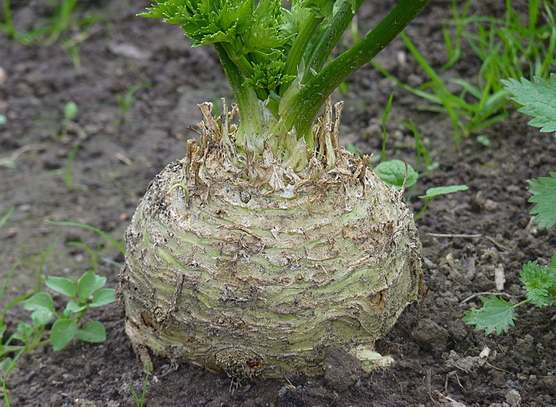 CELERIAC 'White' seeds