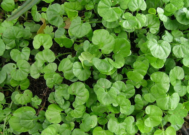 Dichondra repens / NATIVE Lawn Grass seeds / Walkable NO MOW lawn