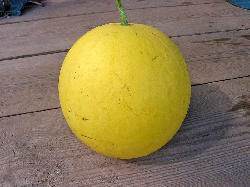 WATERMELON 'Golden Midget' seeds