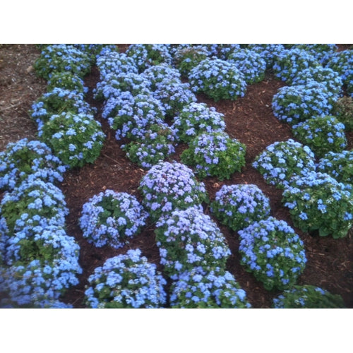 AGERATUM 'Blue Ball' - Boondie Seeds