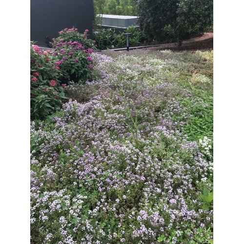 ALYSSUM 'Magic Circles Mix' - Boondie Seeds