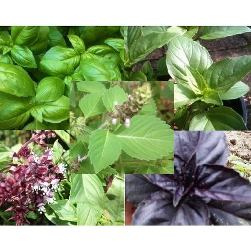 BASIL 'Heirloom Mix' - Boondie Seeds