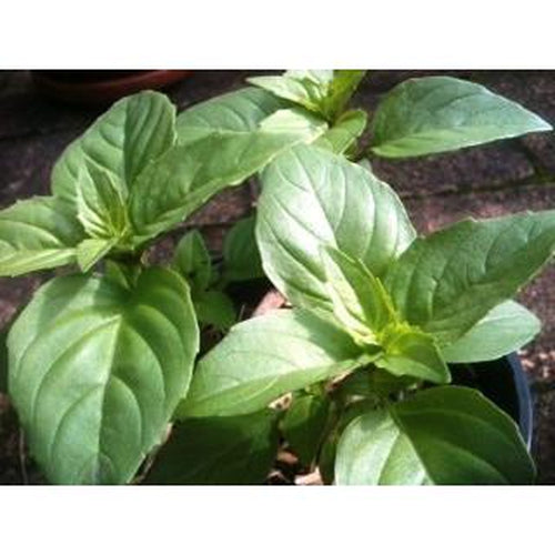 BASIL 'Cinnamon' - Boondie Seeds