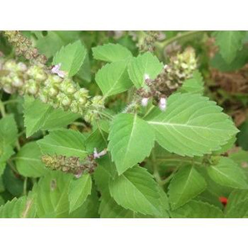 BASIL 'Blue Spice' - Boondie Seeds