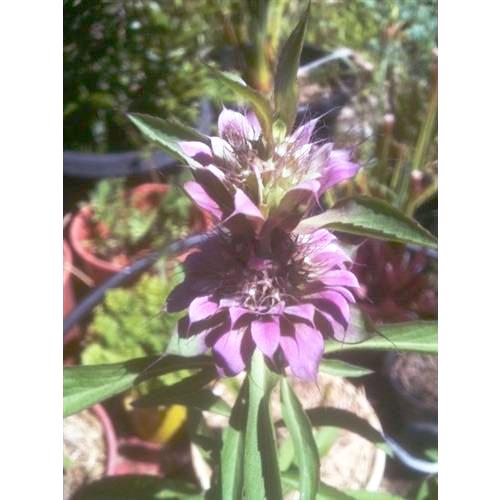 BERGAMOT 'Lemon Monarda' / Bee Balm / Lemon Mint - Boondie Seeds