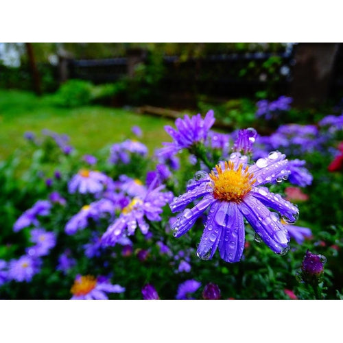 SWAN RIVER DAISY / BRACHYSCOME 'Blue Splendour' *NATIVE* - Boondie Seeds