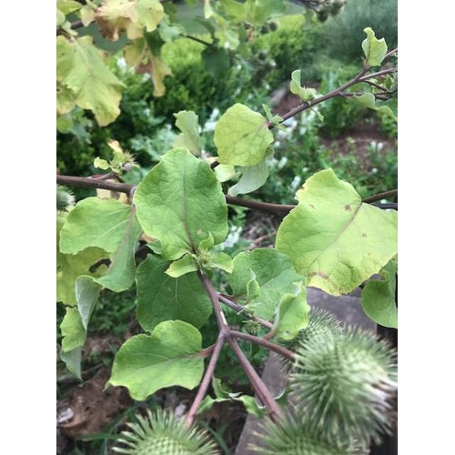 BURDOCK 'Takinogawa Long’ - Boondie Seeds