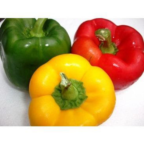 CAPSICUM 'Sweet Delight' Mixed / Bell Pepper mix - Boondie Seeds