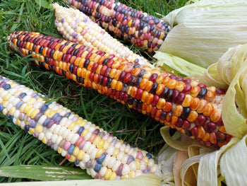 Corn – Boondie Seeds