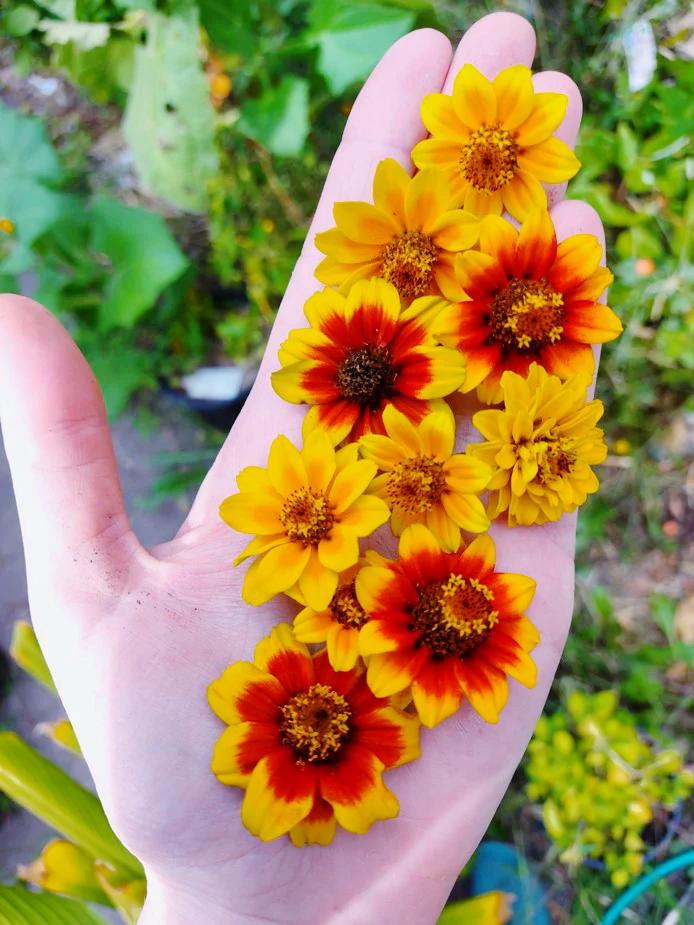 ZINNIA DWARF 'Persian Carpet Mix' seeds