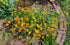 ZINNIA DWARF 'Persian Carpet Mix' seeds