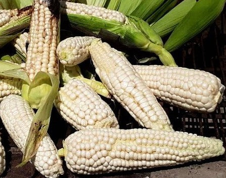 SWEET CORN 'Country Gentleman' seeds