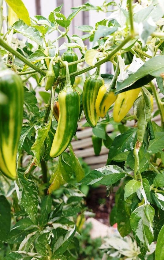 CHILLI 'Fish Pepper' seeds