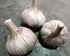 GARLIC BULBS - Kapow - Creole *HOT* Rare variety