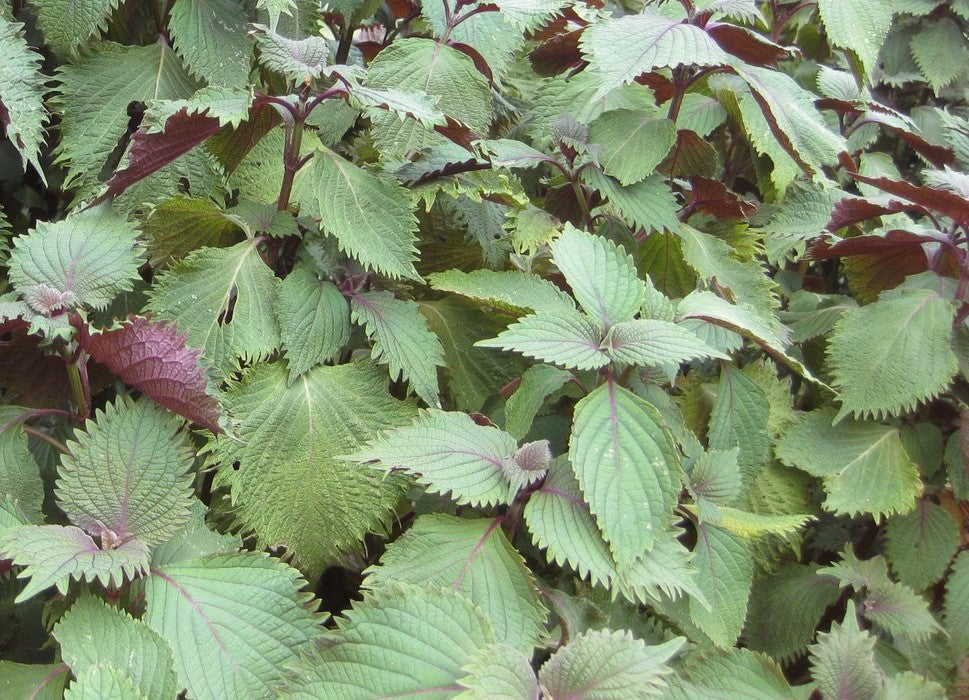 PERILLA / Shiso 'Britton' seeds