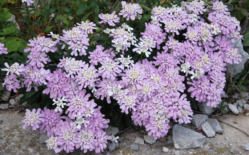 CANDYTUFT Gibraltar *Perennial* seeds