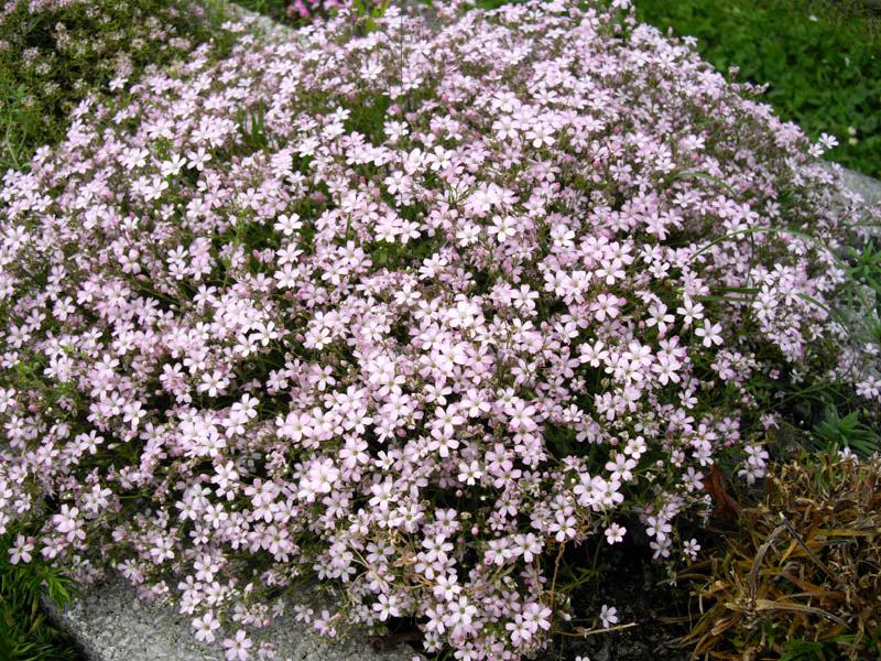 CREEPING BABY'S BREATH / GYPSOPHILA 'Rose' seeds