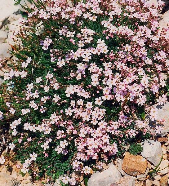 CREEPING BABY'S BREATH / GYPSOPHILA 'Rose' seeds