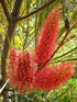 HAKEA BUCCULENTA Red Poker *AUSTRALIAN NATIVE* seeds