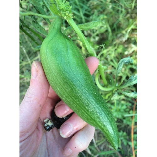 ACHOCA / BOLIVIAN STUFFING CUCUMBER / CAIGUA - Boondie Seeds