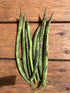 BEAN 'Rattlesnake Climbing' seeds