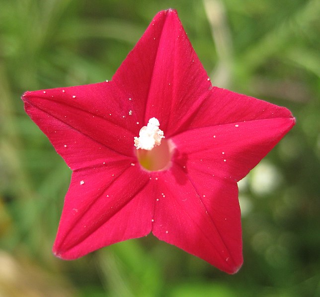 CYPRESS VINE / CARDINAL CLIMBER 'Red' seeds