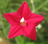 CYPRESS VINE / CARDINAL CLIMBER 'Red' seeds