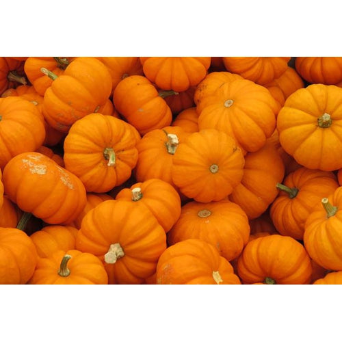 PUMPKIN COLLECTION 8 PACKETS - Boondie Seeds