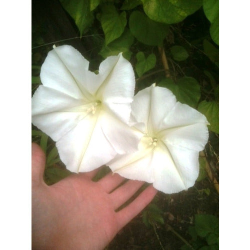 MOON FLOWER / IPOMOEA ALBA - Boondie Seeds