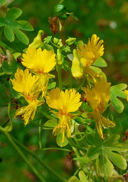 CANARY CREEPER / Tropaeolum peregrinum / seeds