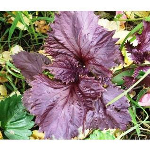 PERILLA 'Purple / Red' Shiso - Boondie Seeds