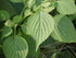 PERILLA 'Green' Japanese Shiso seeds