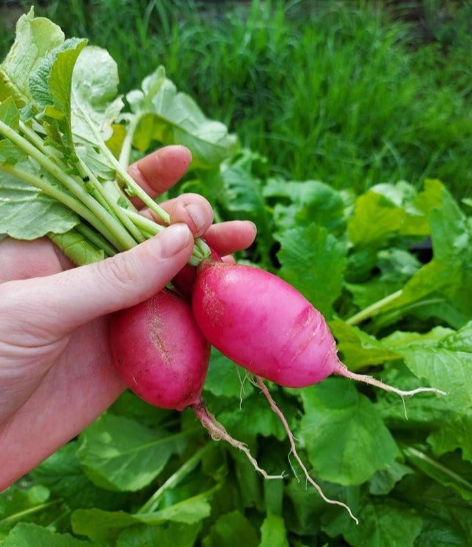 RADISH 'Pink Beauty' seeds