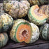 ROCKMELON 'Prescott Fond Blanc' RARE 10 seeds - Boondie Seeds