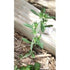 SUMMER SAVORY - Boondie Seeds