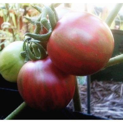 TOMATO 'Violet Jasper' - Boondie Seeds