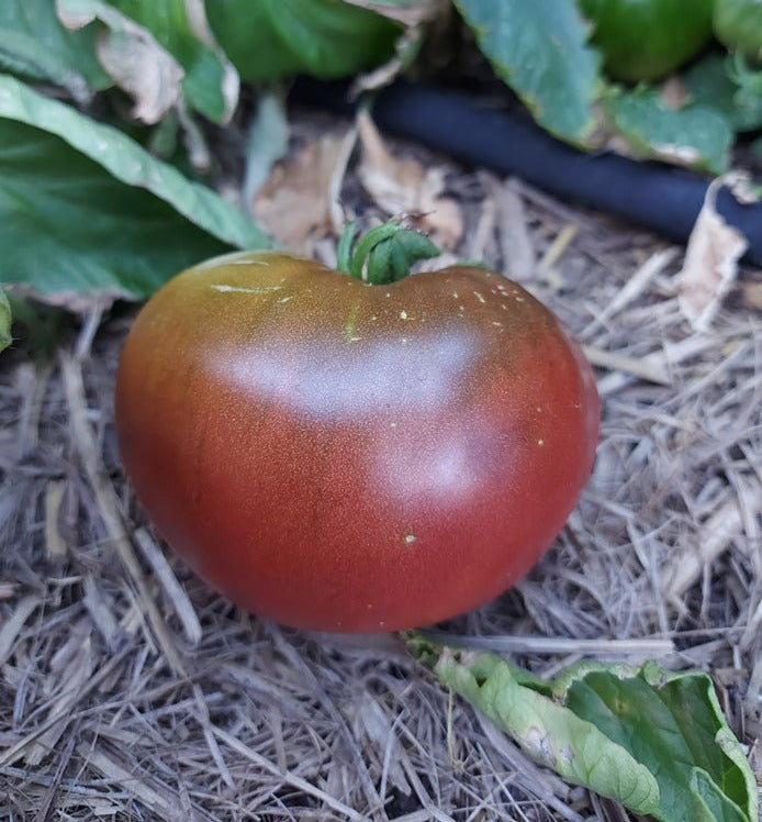 TOMATO 'Purple Cherokee' seeds