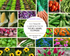 ULTIMATE GARDEN PACK - 50 packets - Vegetables Herbs Flowers seeds