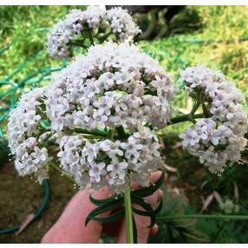 VALERIAN - Boondie Seeds