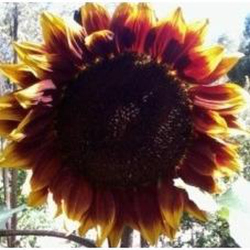 SUNFLOWER 'Royal Velvet' - Boondie Seeds