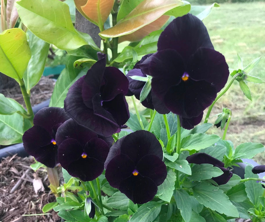 VIOLA 'Clear Crystals Black' / pansy seeds