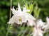 AQUILEGIA 'Double Flowered Mix' / Columbine / Grannys Bonnet seeds