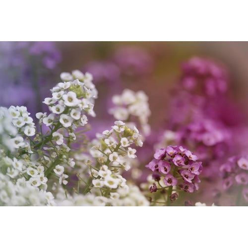 ALYSSUM 'Magic Circles Mix' - Boondie Seeds