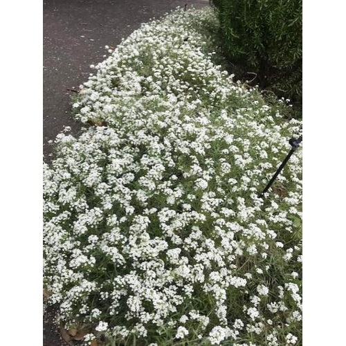 ALYSSUM 'Benthamii White' - Boondie Seeds