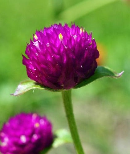 GLOBE AMARANTH / GOMPHRENA 'Tall  Mix' *Edible* seeds